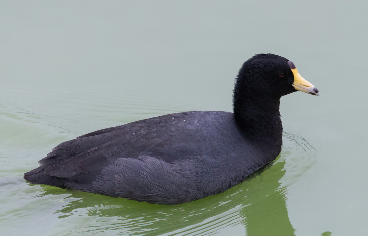 American Coot - Jay Gilliam