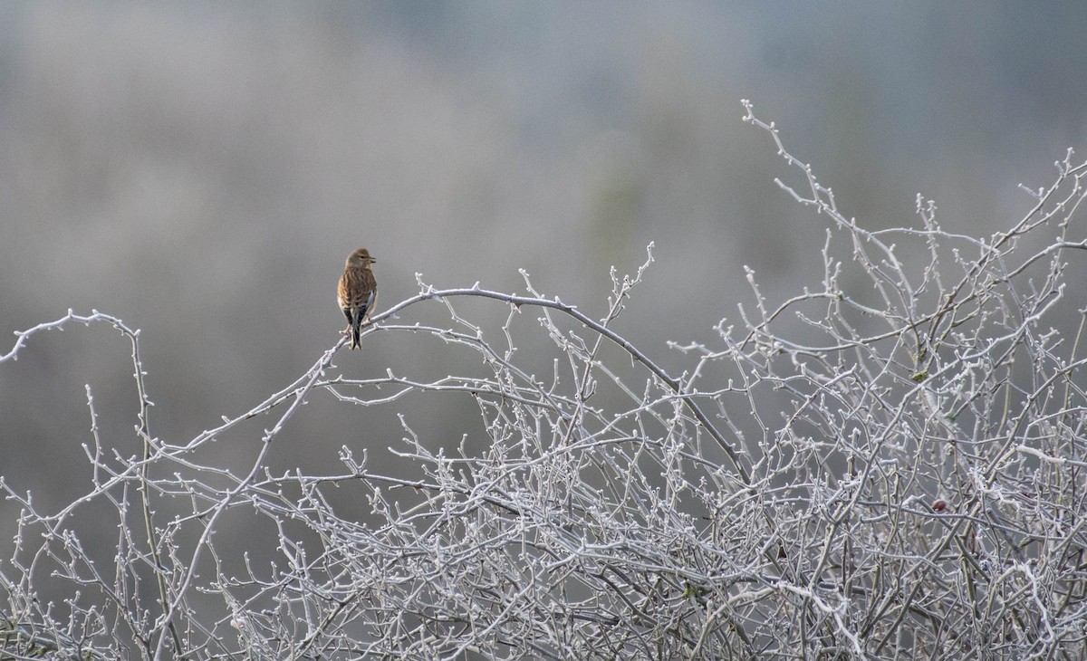 Eurasian Linnet - ML615580721