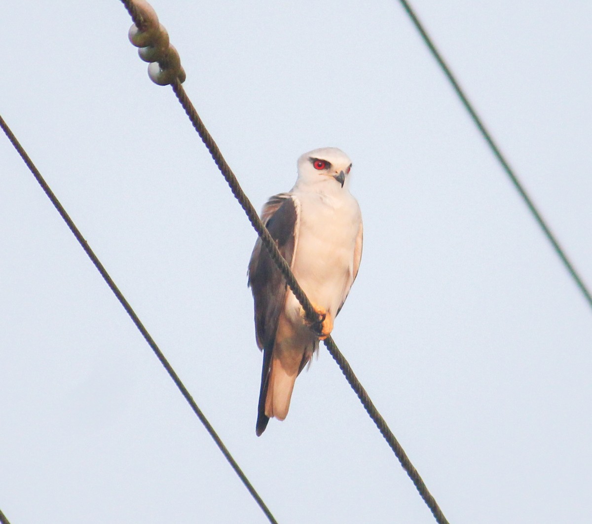 Black-winged Kite - ML615580732