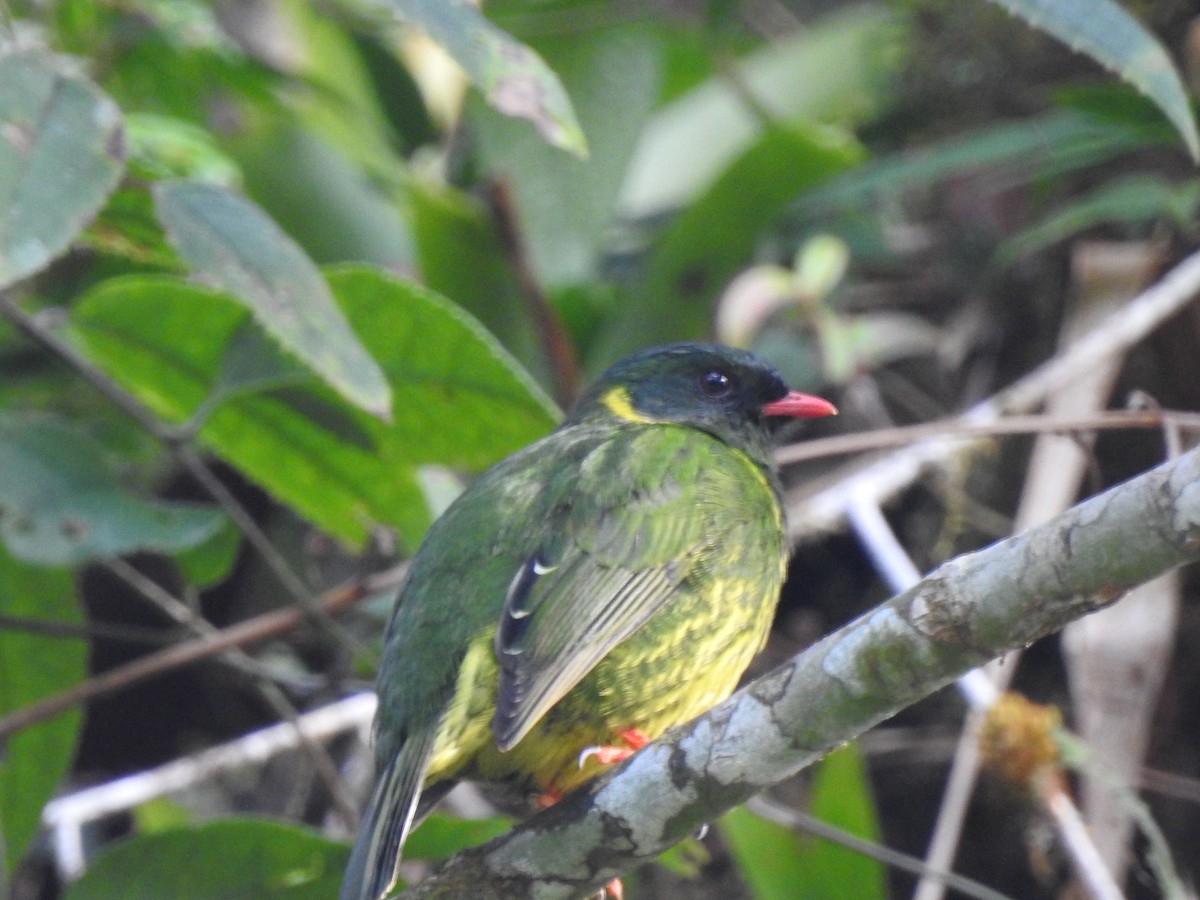 Green-and-black Fruiteater - Xiomara Capera Espinosa