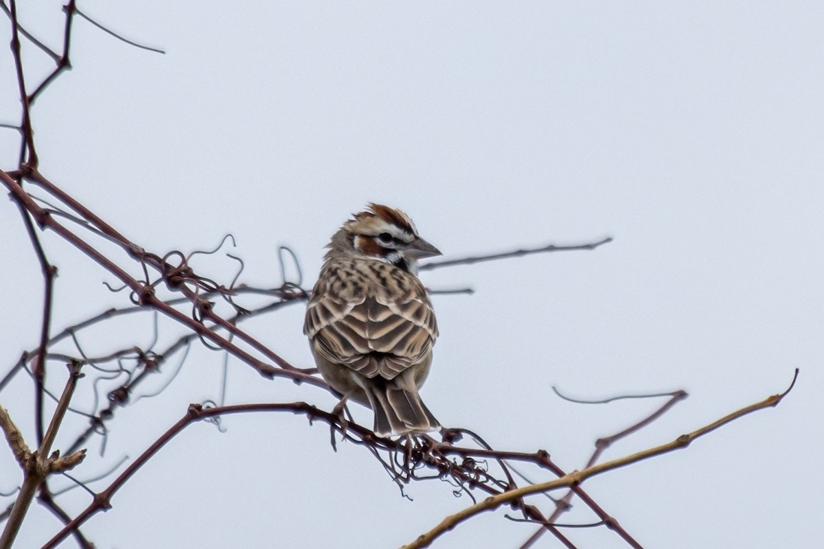 Lark Sparrow - Anthony Lee