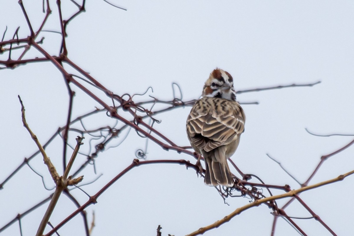 Lark Sparrow - ML615580770