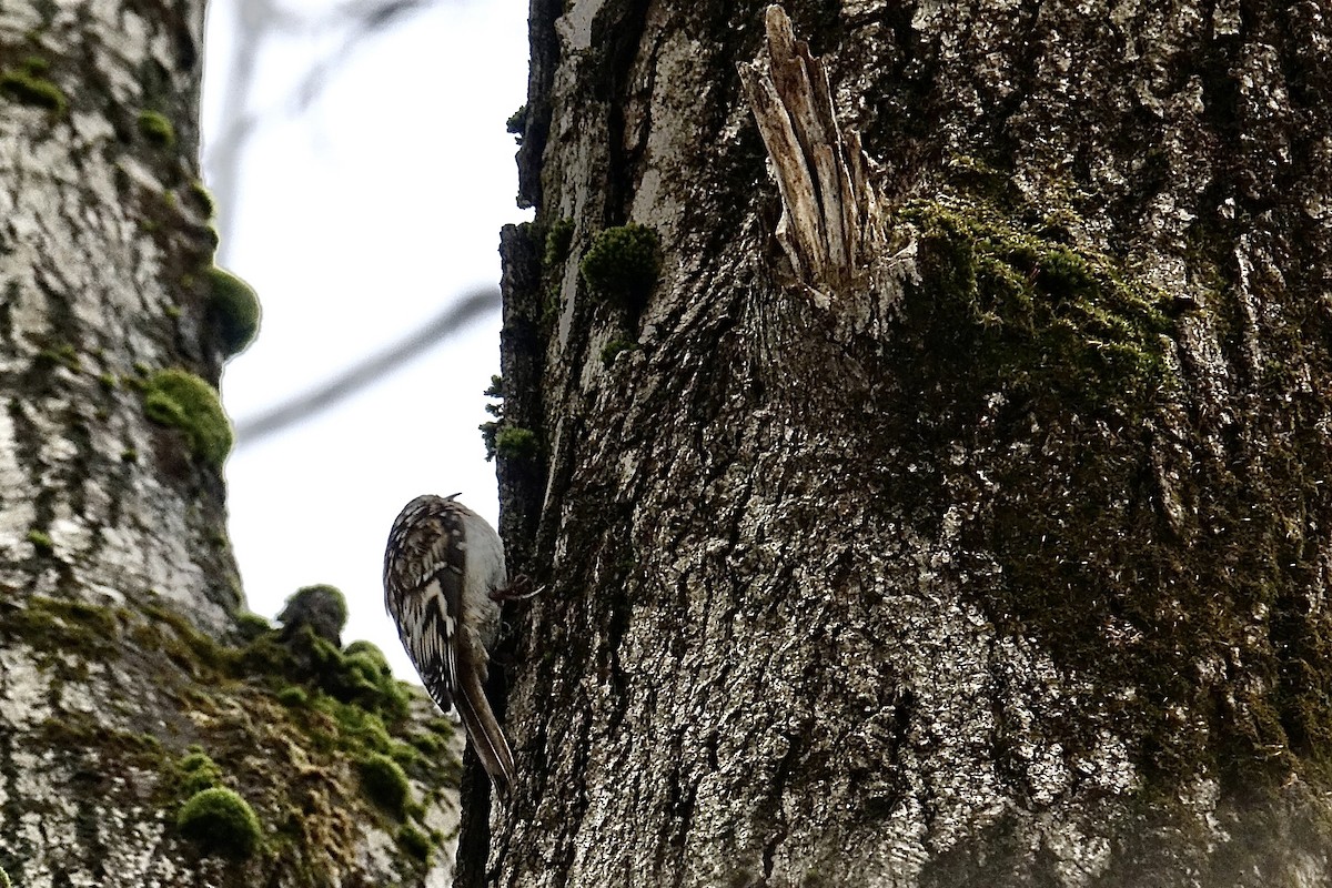 Brown Creeper - ML615580800