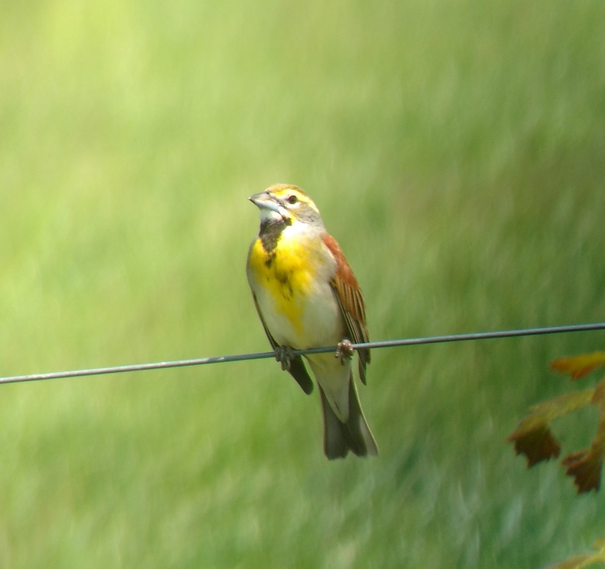 Dickcissel d'Amérique - ML615580805