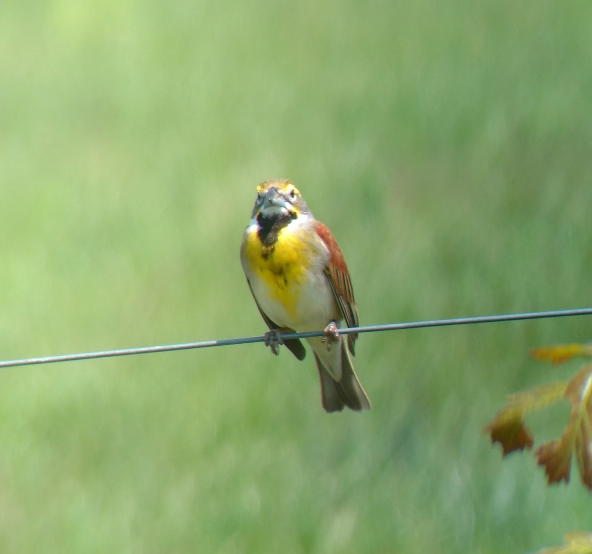 Dickcissel d'Amérique - ML615580806