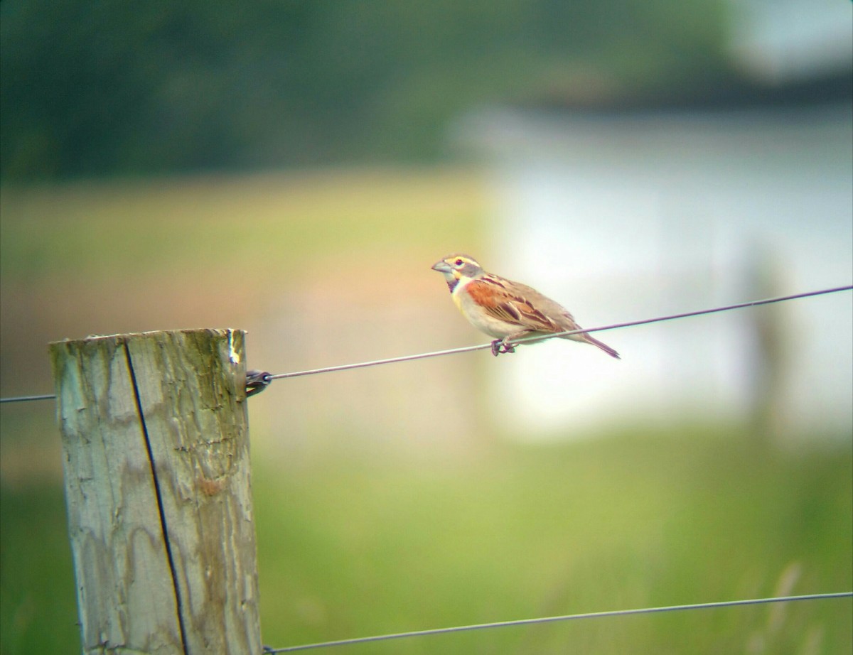 Dickcissel d'Amérique - ML615580808