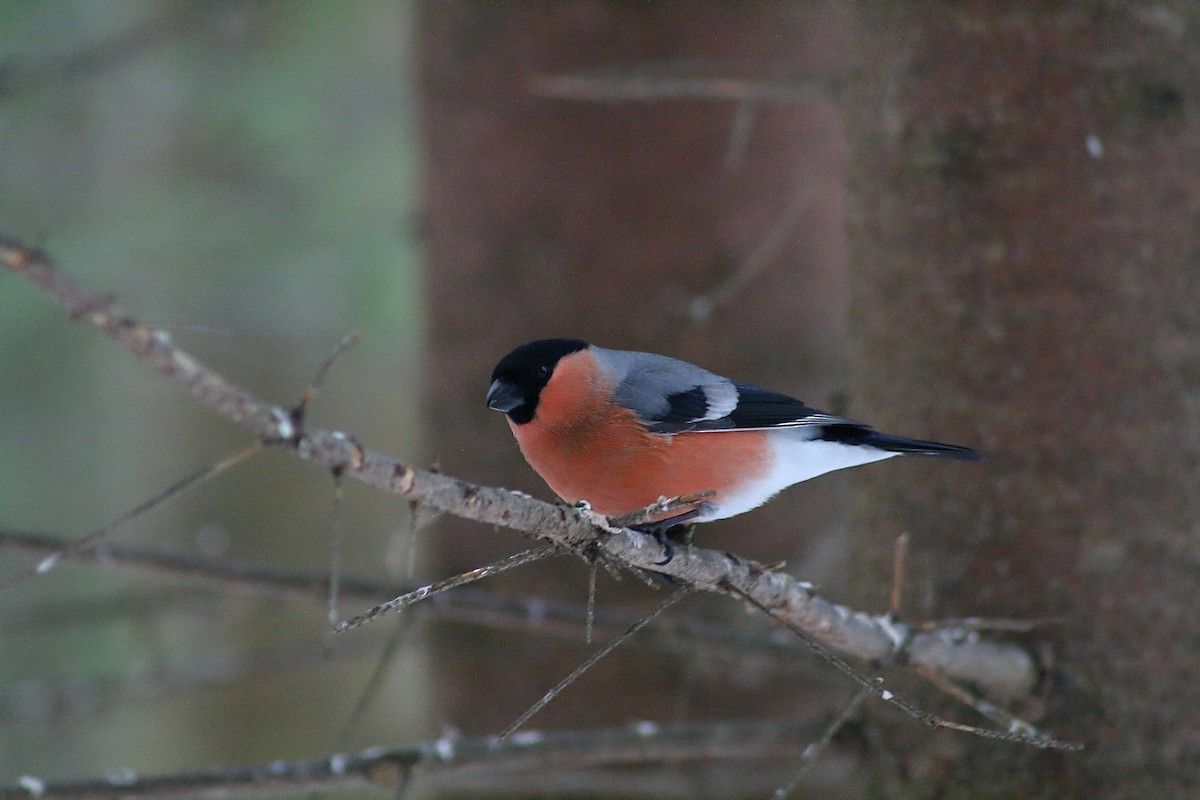 Eurasian Bullfinch - ML615580812