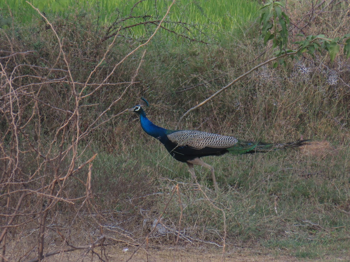 Indian Peafowl - ML615580861