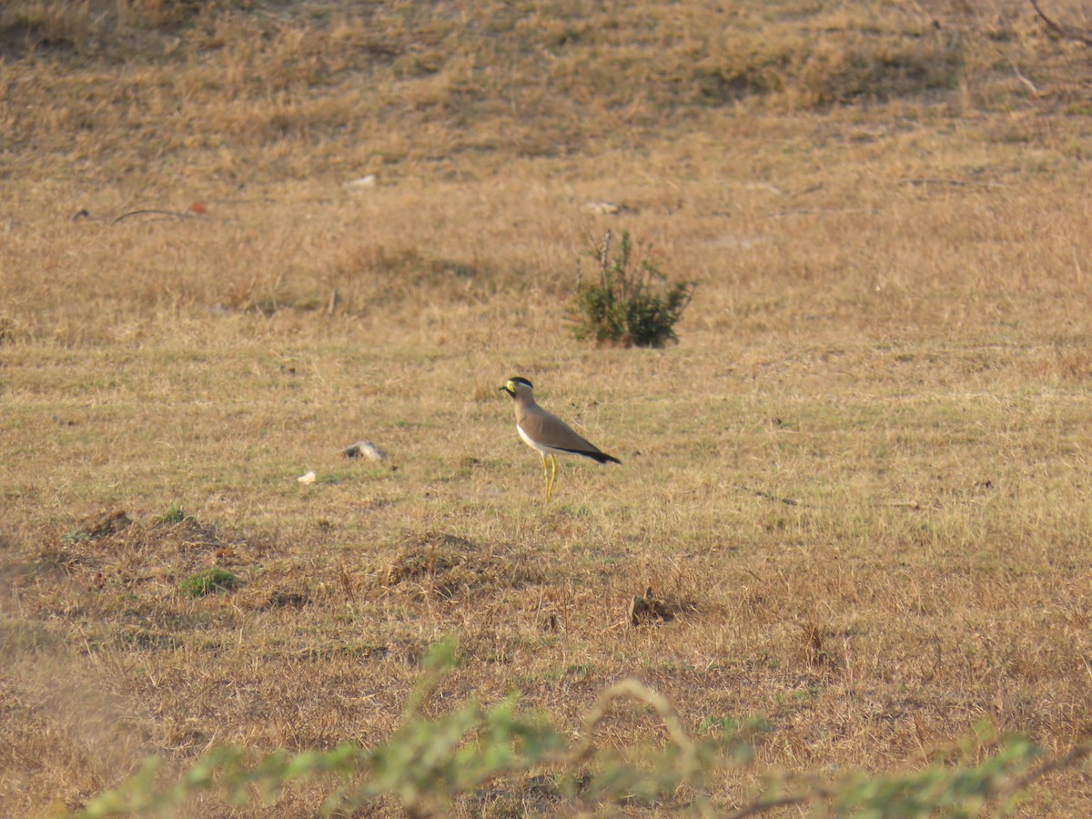 Yellow-wattled Lapwing - ML615580915