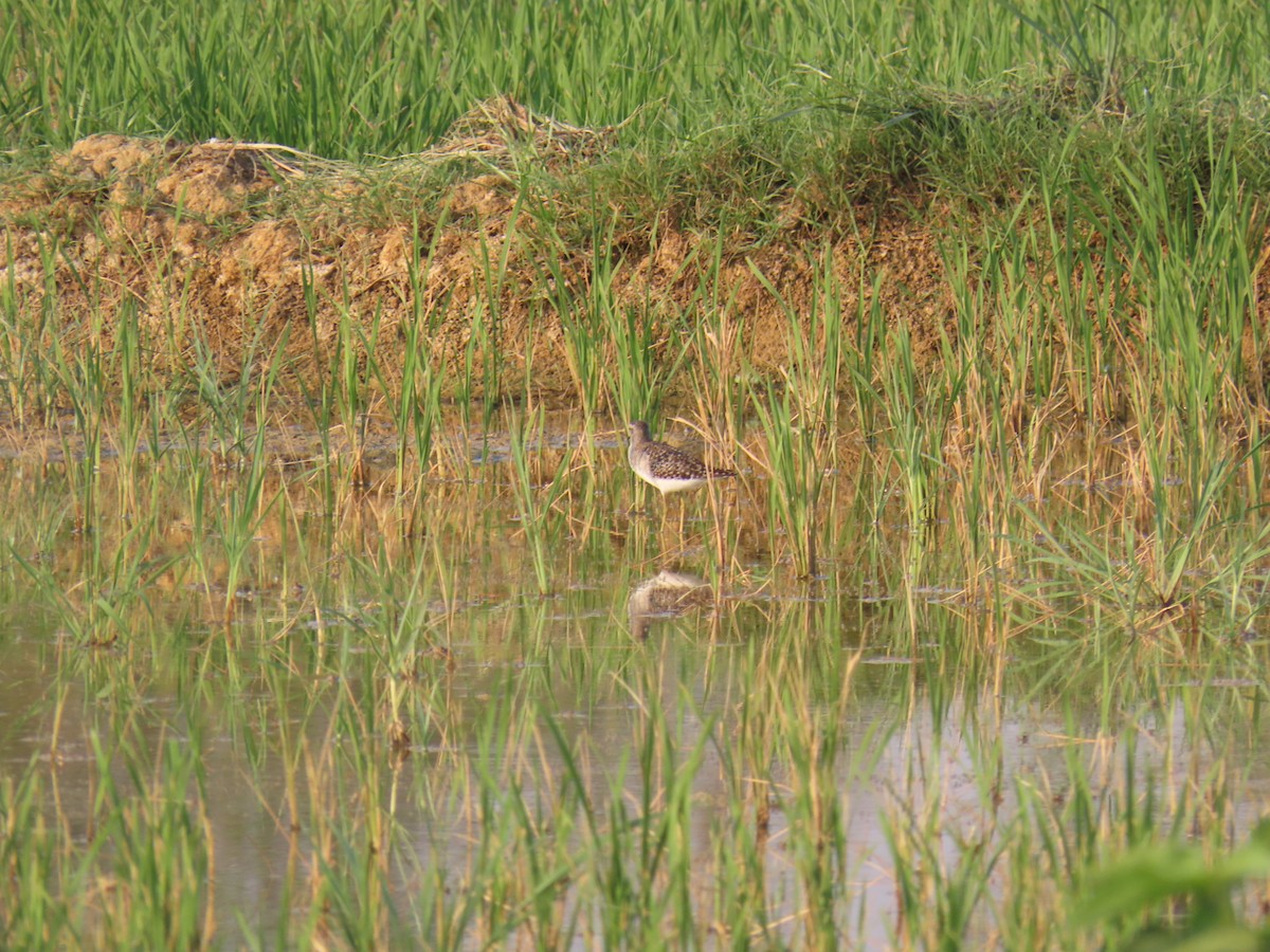 Bruchwasserläufer - ML615580952