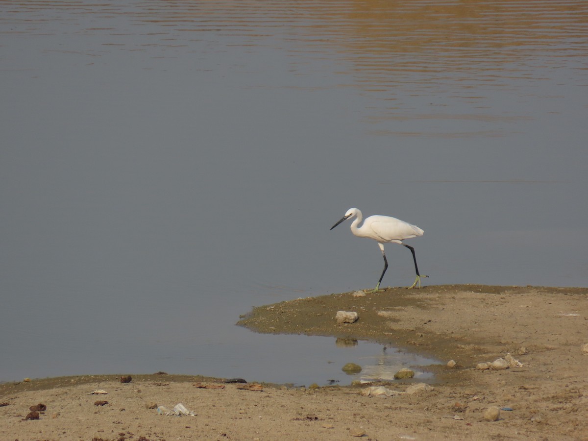 Little Egret - ML615580957