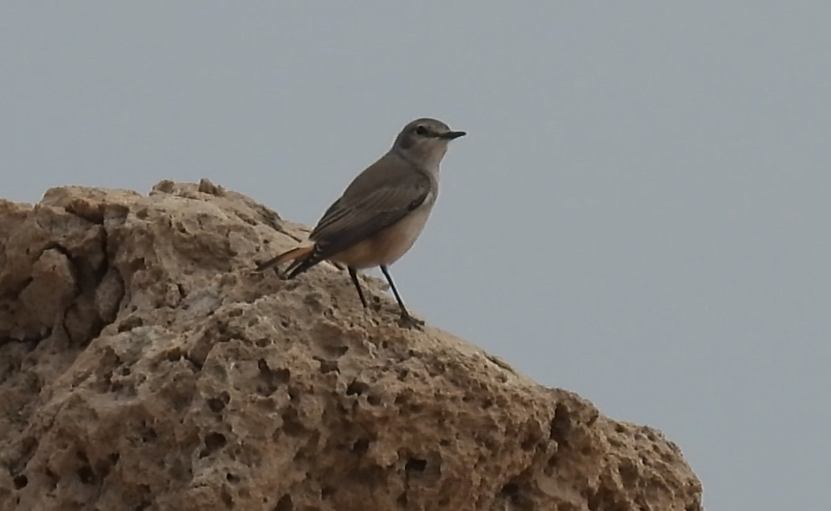 Persian Wheatear - ML615581000