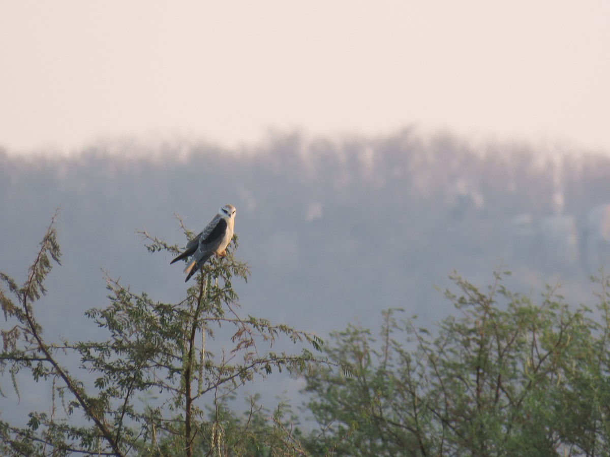 Black-winged Kite - ML615581005