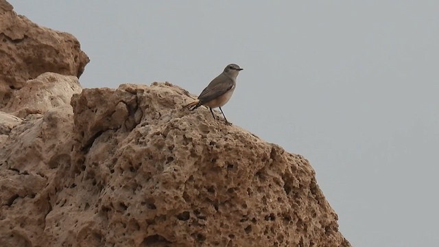 Persian Wheatear - ML615581008