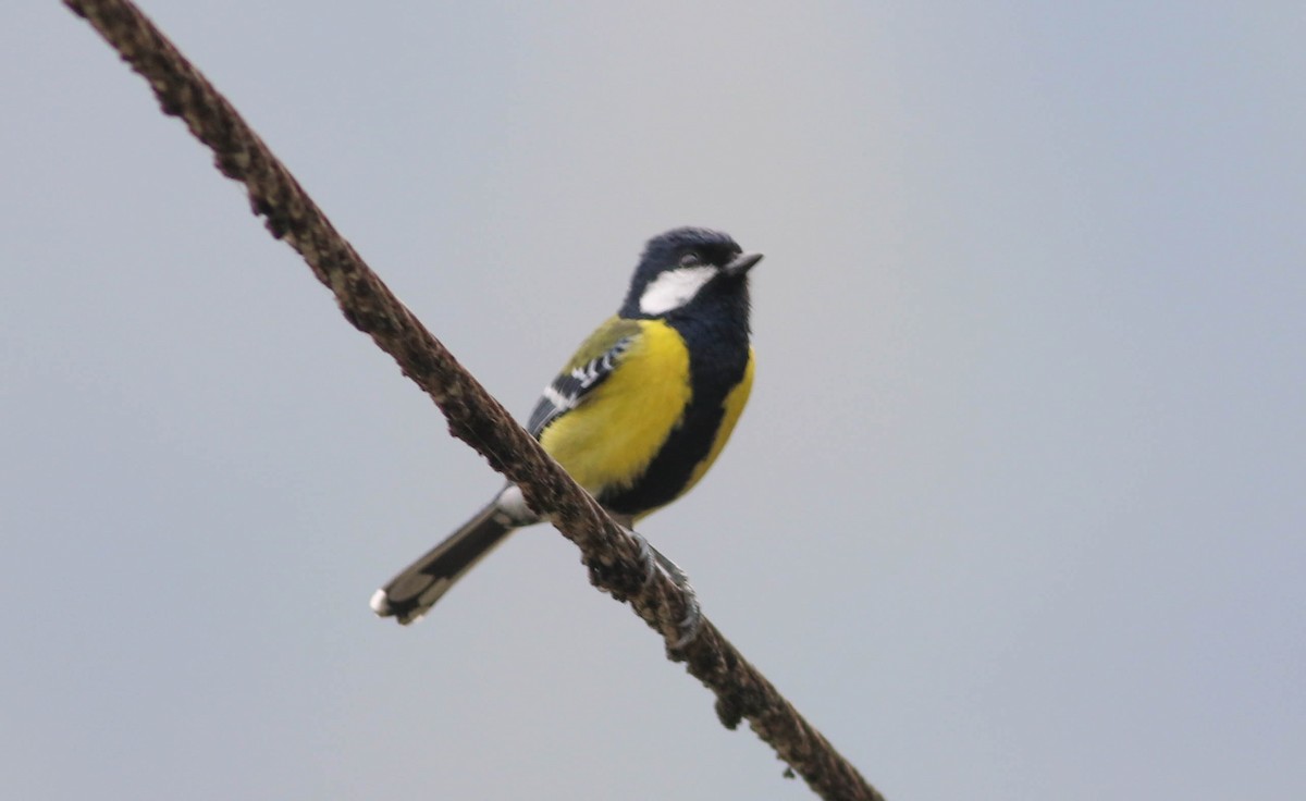 Green-backed Tit - ML615581036