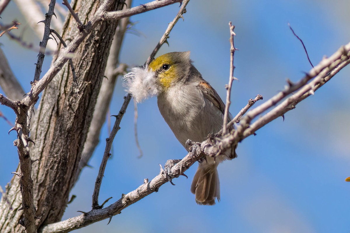 Verdin - ML615581111