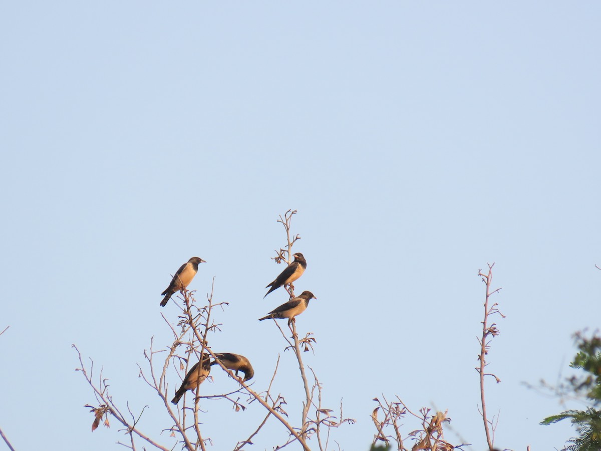 Rosy Starling - ML615581112