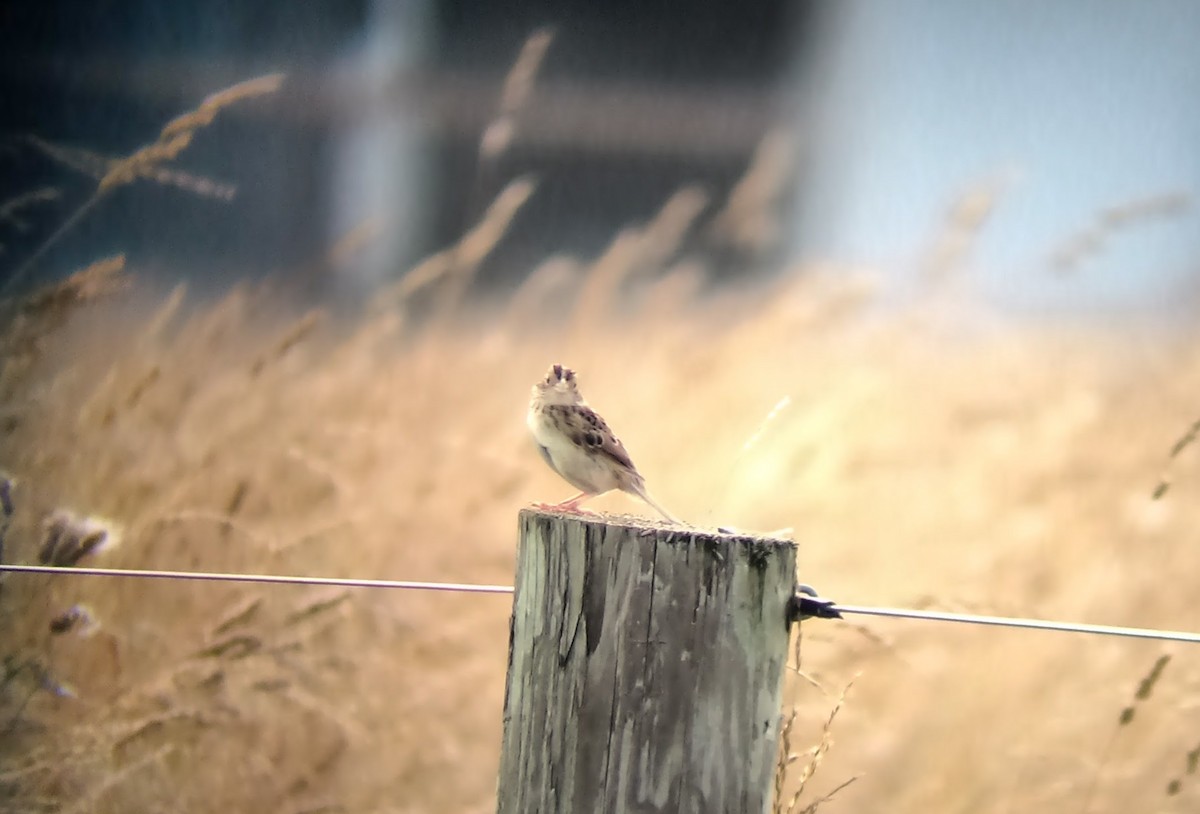 Grasshopper Sparrow - ML615581129