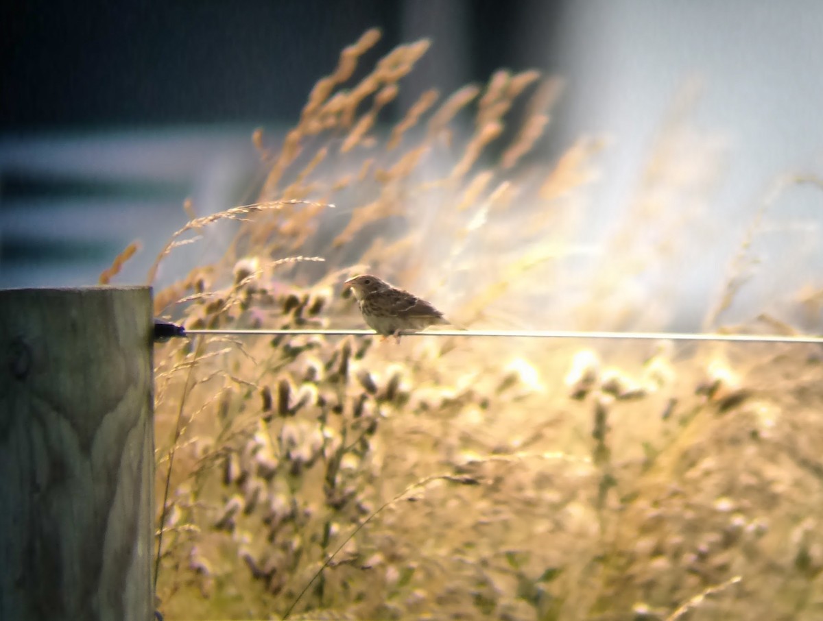 Grasshopper Sparrow - ML615581130