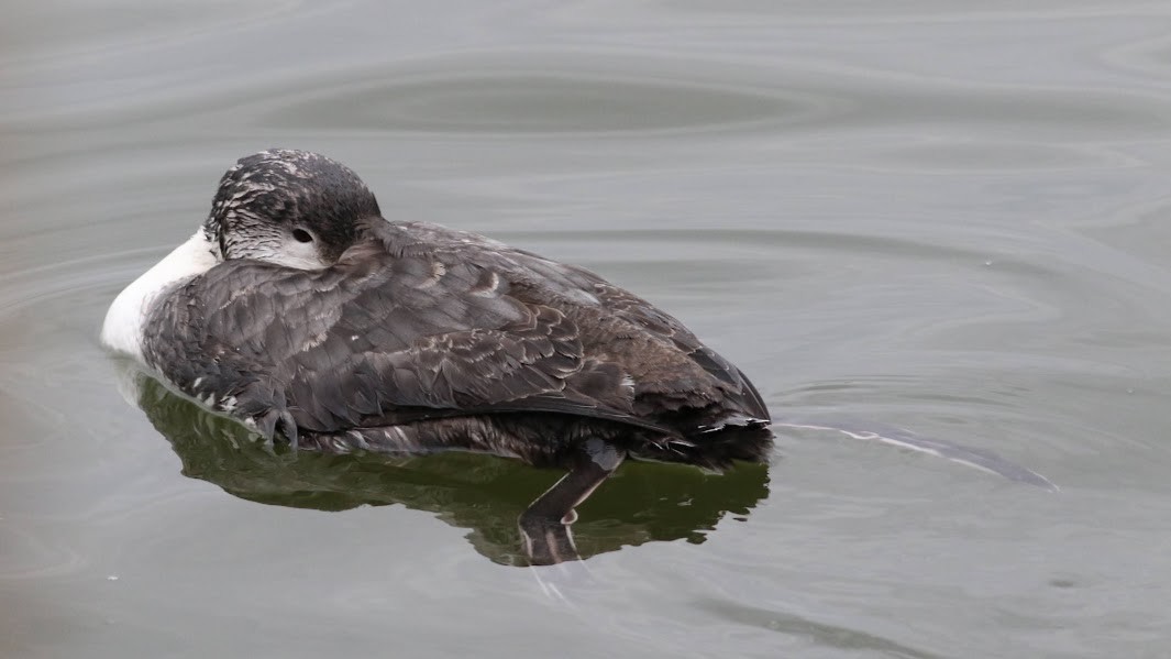 Common Loon - Quinn Nial