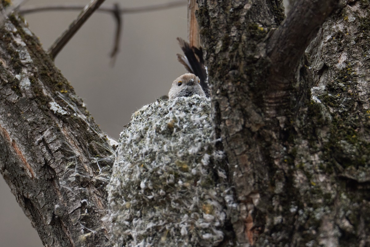 Long-tailed Tit - Anastasiia Pashkovskaia