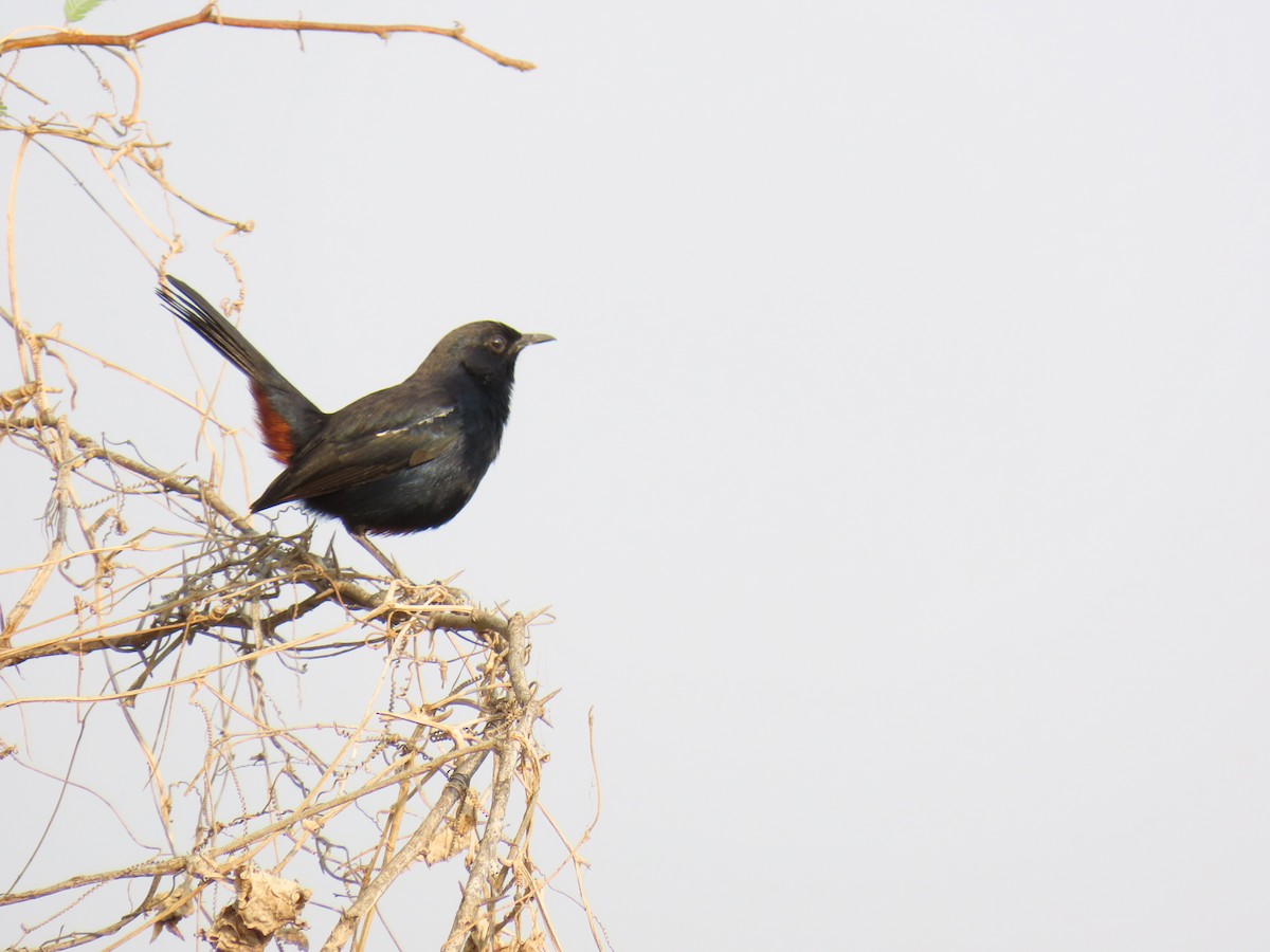 Indian Robin - ML615581168