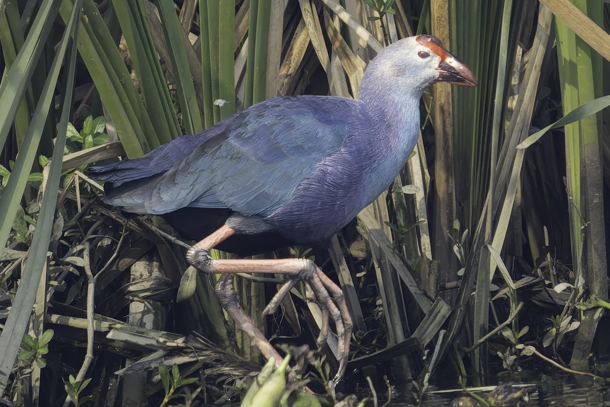 Gray-headed Swamphen - ML615581218