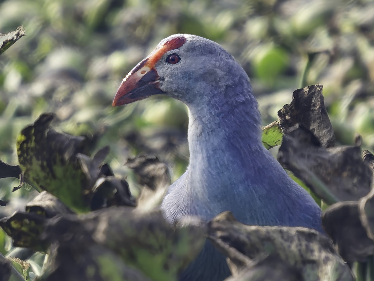 Gray-headed Swamphen - ML615581219