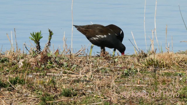 Eurasian Moorhen - ML615581229