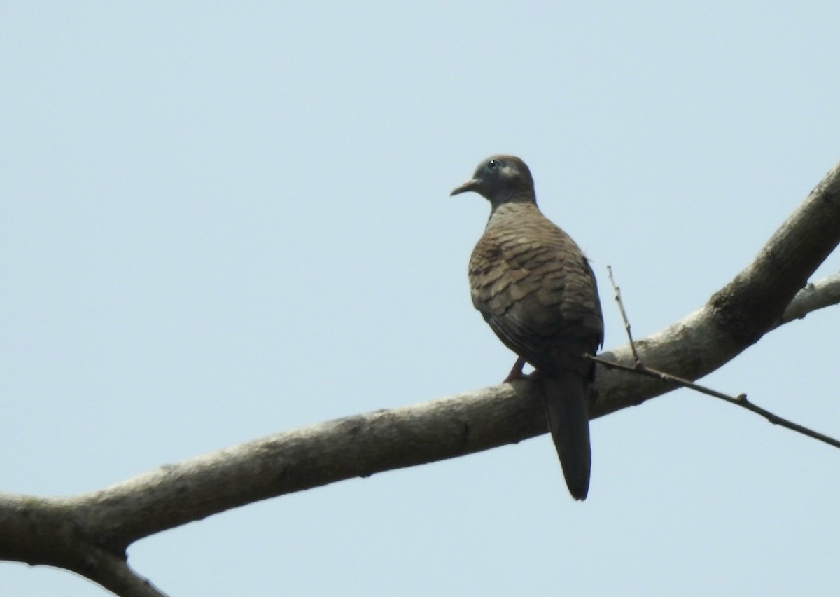 Zebra Dove - ML615581234