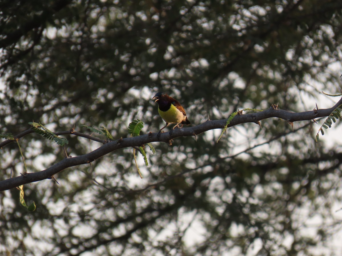 Purple-rumped Sunbird - Kiran Raj KR