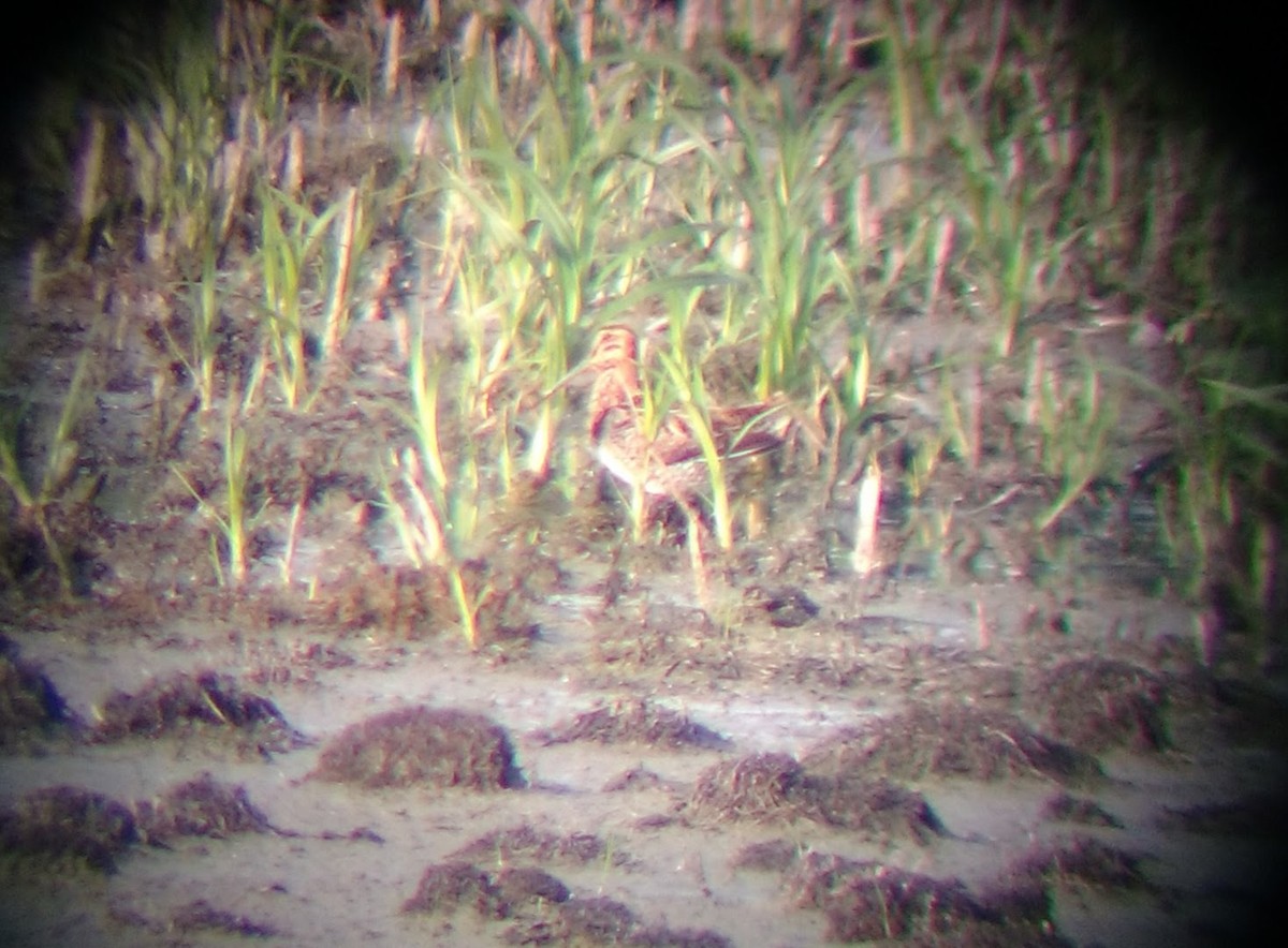 Wilson's Snipe - ML615581262