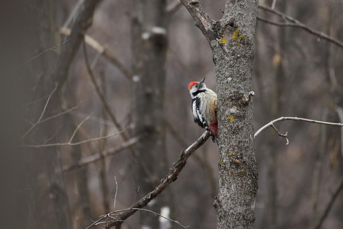 Middle Spotted Woodpecker - Anastasiia Pashkovskaia
