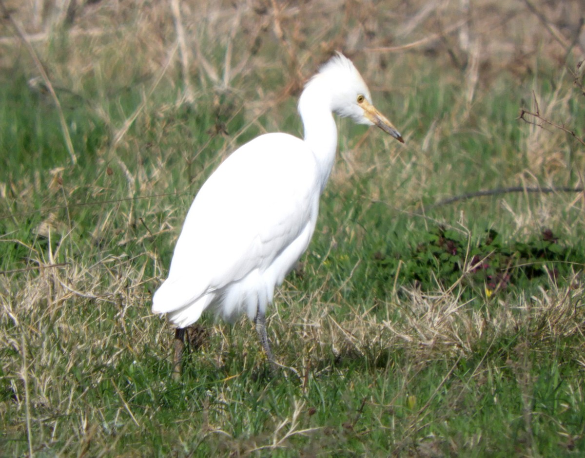 Western Cattle Egret - Miroslav Mareš