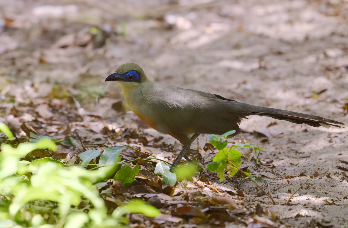 Coquerel's Coua - Mario Vigo