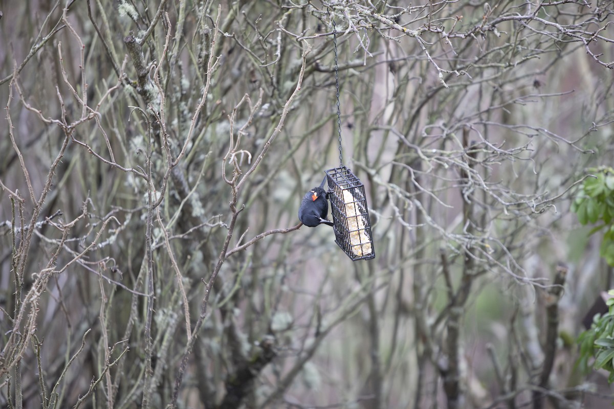 Red-winged Blackbird - ML615581350