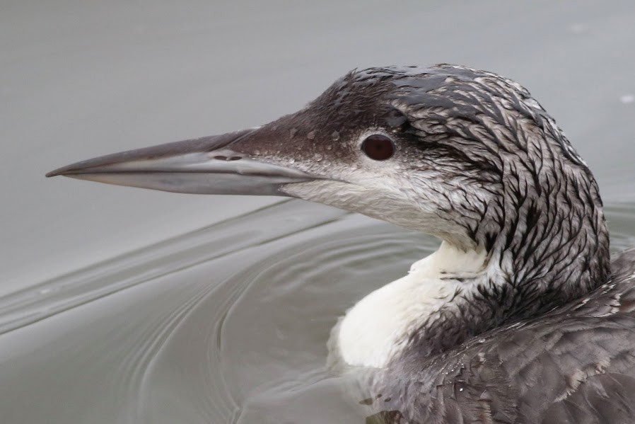 Common Loon - Quinn Nial