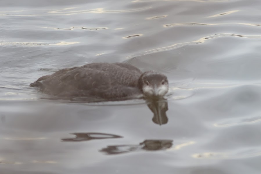 Common Loon - Quinn Nial