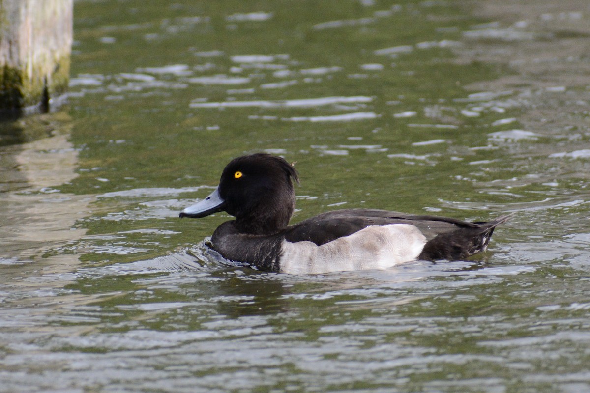 鳳頭潛鴨 - ML615581443