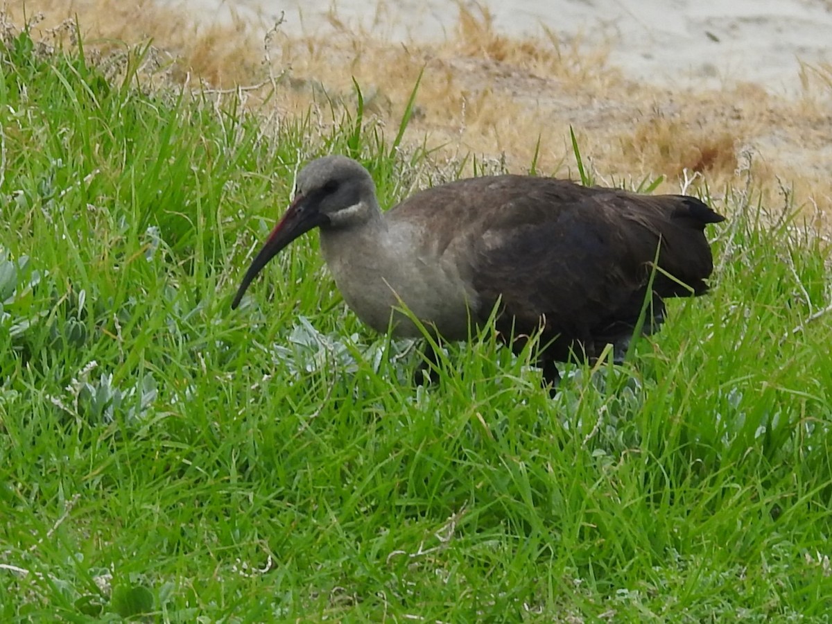 Hadada Ibis - ML615581470