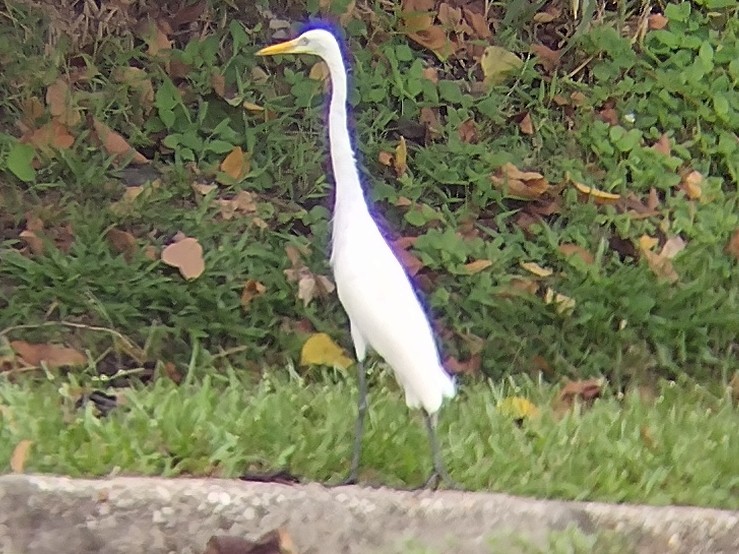 Medium Egret - ML615581522