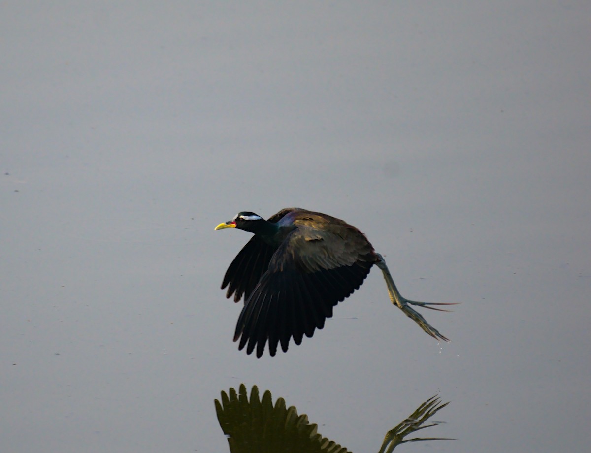 Bronze-winged Jacana - ML615581548