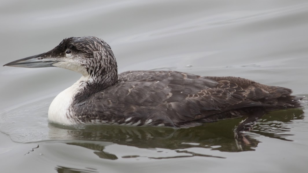 Common Loon - ML615581559