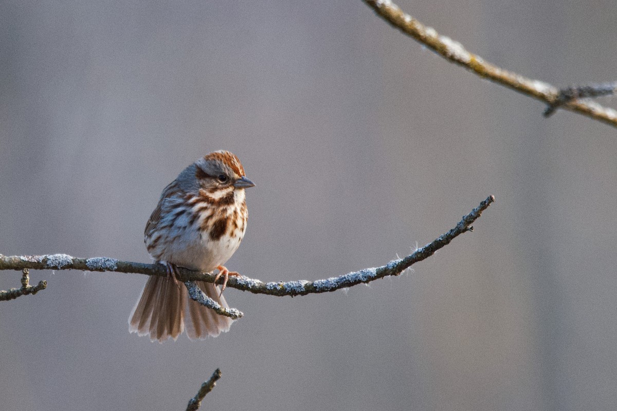 Song Sparrow - Enya deFeijter
