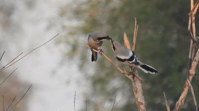 西方灰伯勞 - ML615581574