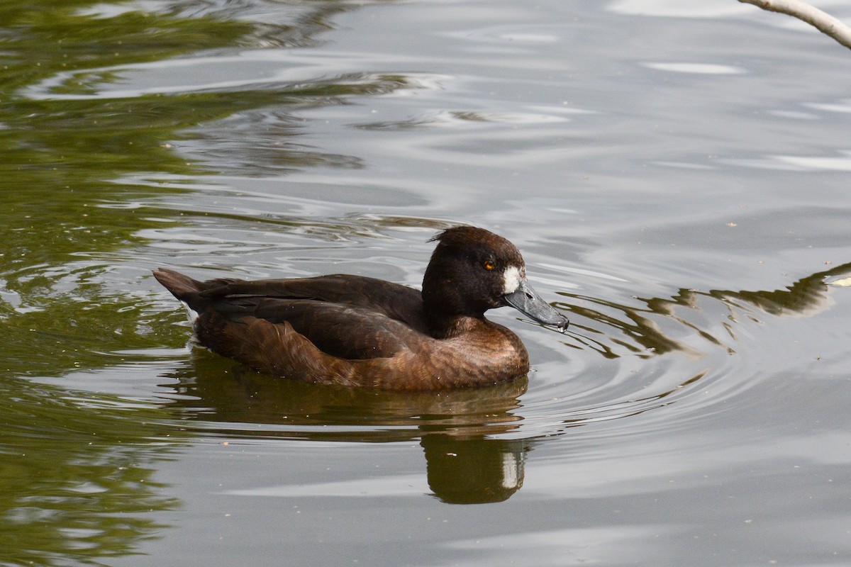 Tufted Duck - ML615581584