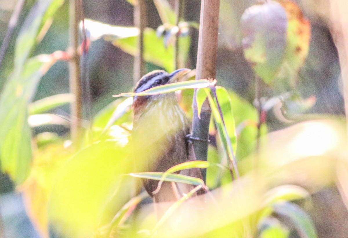 Streak-breasted Scimitar-Babbler - Samim Akhter