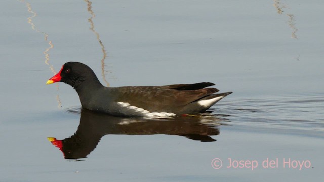 Gallinule poule-d'eau - ML615581595