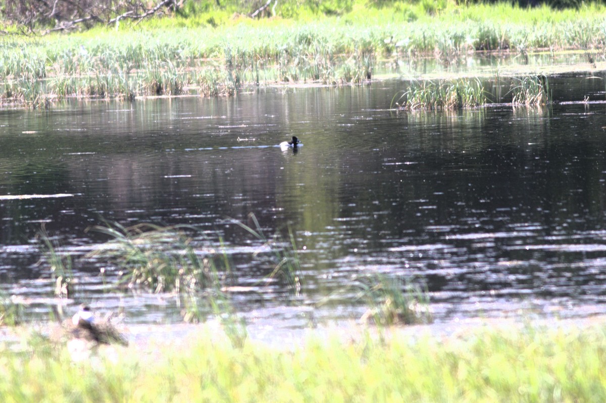 Ring-necked Duck - ML615581601