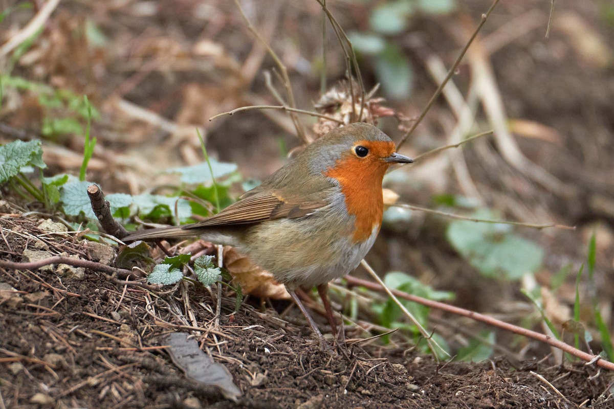 European Robin - ML615581618